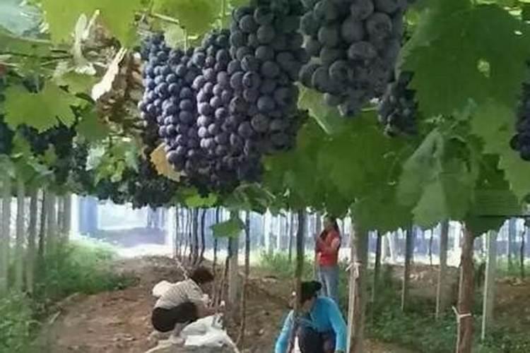 葡萄树如何施肥葡萄树的施肥方法