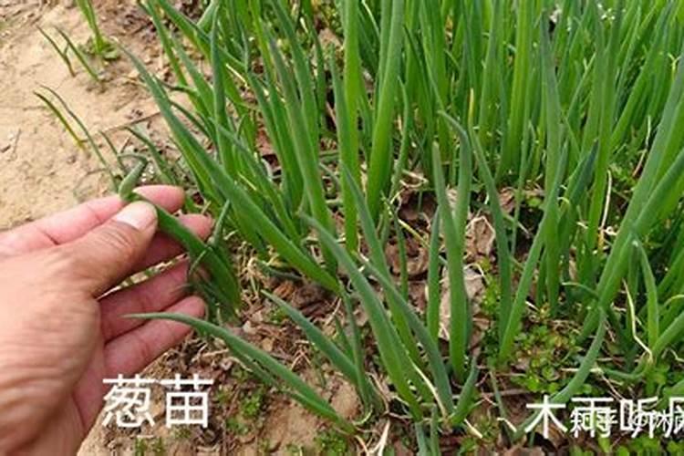 芸苔素对大葱的作用