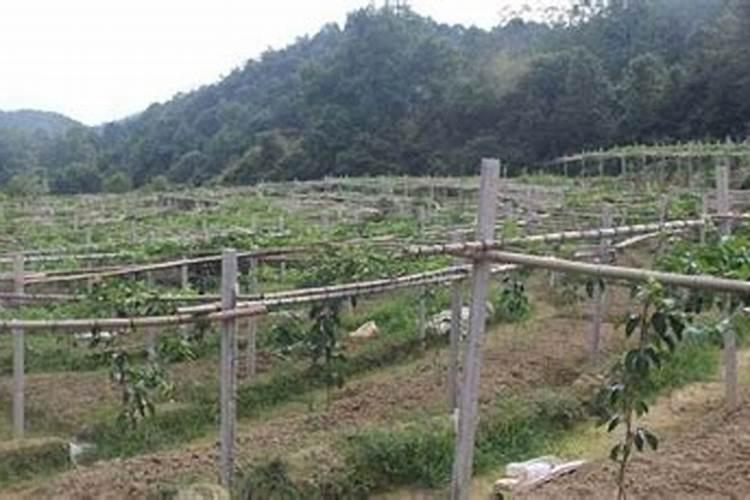 百香果施什么肥料最好