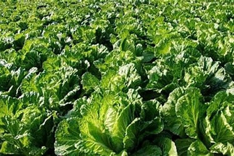 家里种菜多久施肥一次 家里种菜施肥方法