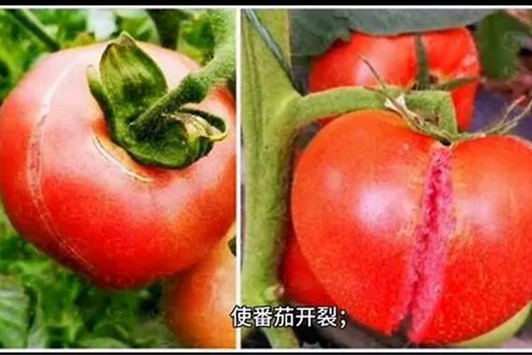 在果树上如何施用钙肥