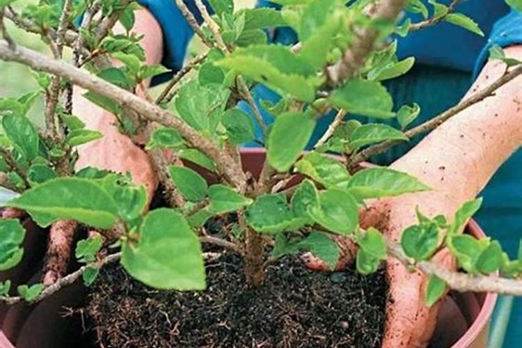 栀子花怎么养护