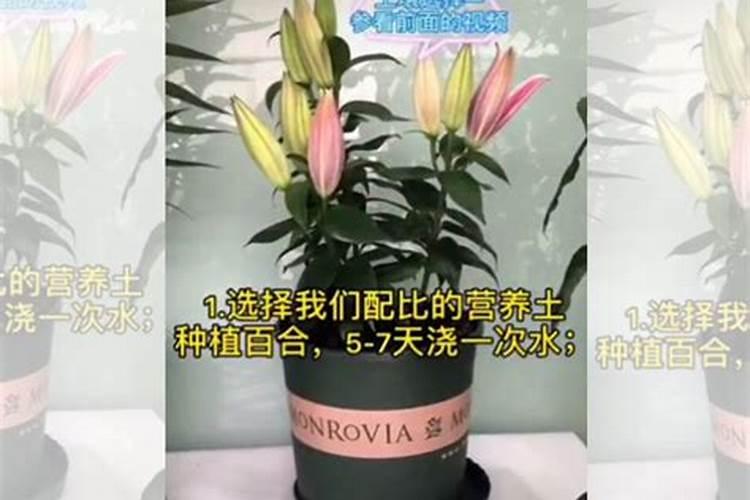 女生该如何给百合浇水施肥