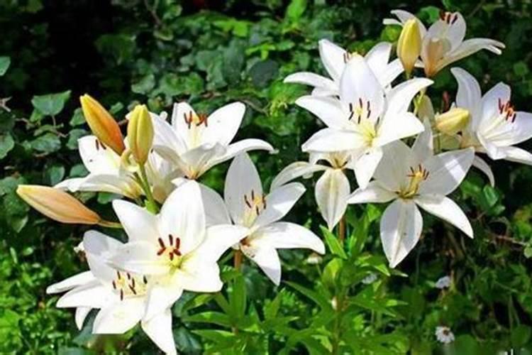 百合长花苞后要施肥吗