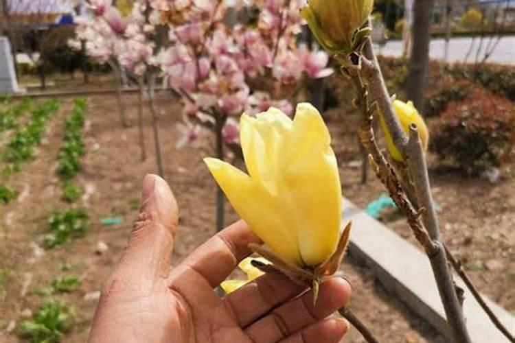 玉兰花什么时候施肥