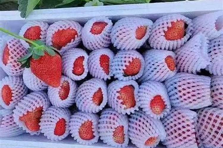 钙肥的缺乏和过量对草莓有什么危害？