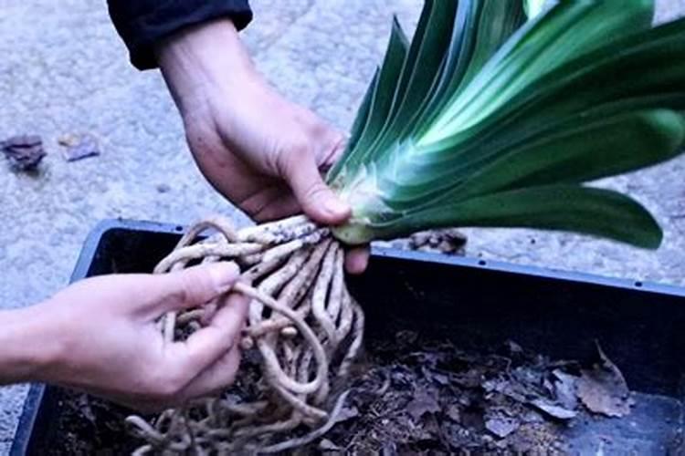 君子兰叶面肥怎么用