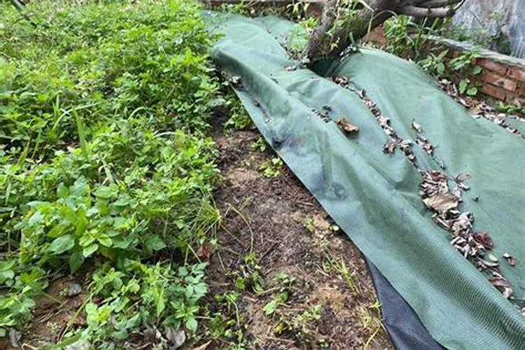 皇竹草怎么种植的