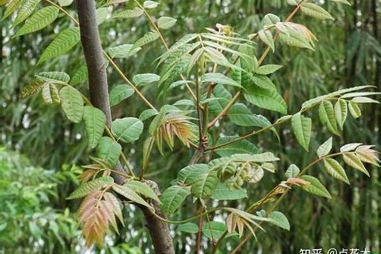如何种植香椿树