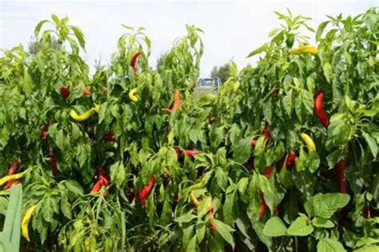 我种的小辣椒,现正在开花结果期。请问专家现在喷什么微肥对辣椒比较好...