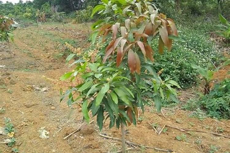 芒果树用什么肥料最好？黑老虎芒果生态种植方案!