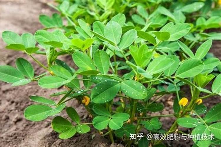 种植花生磷肥的正确方法
