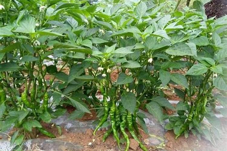 辣椒开花期尿素正确施用方法