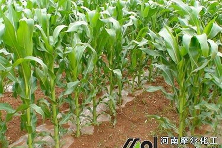 玉米地三次追肥一般追多少尿素比较合理