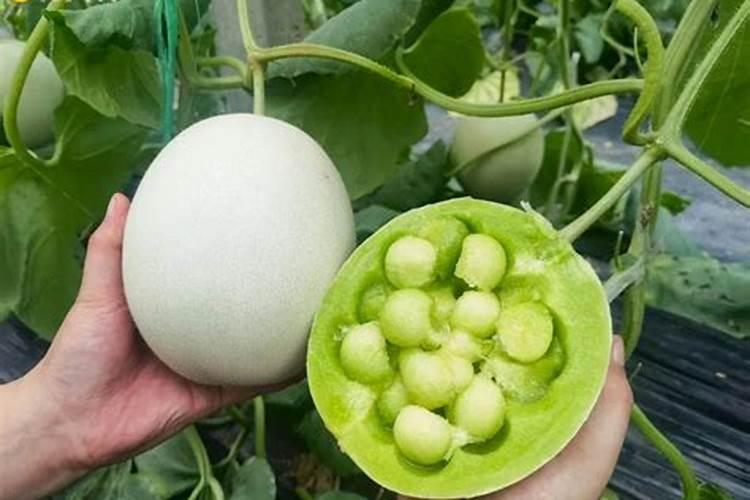 玉菇甜瓜表面有湿气点怎么办