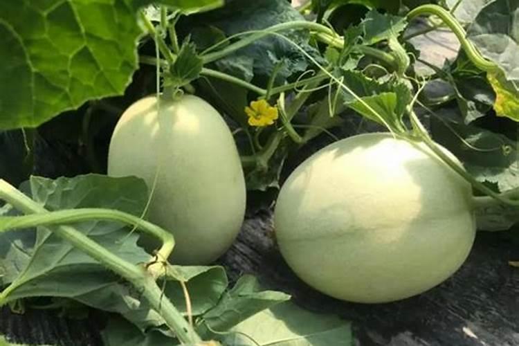 瓜出现裂纹究竟是怎么造成的