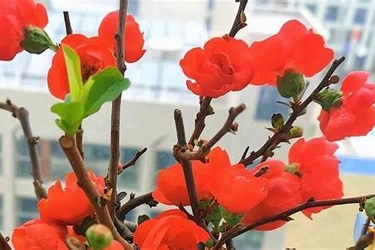 海棠花怎么施肥,海棠花施复合肥最好