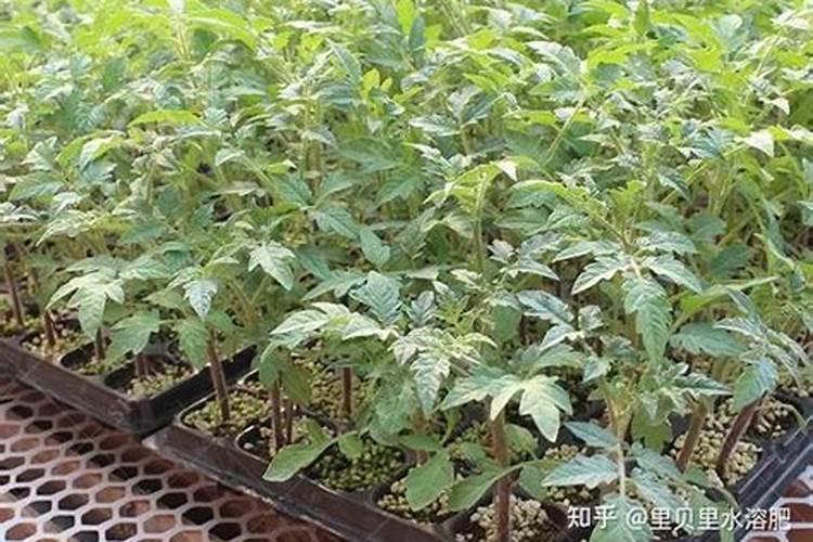 番茄移栽后多久施追肥,缓苗水冲什么肥？