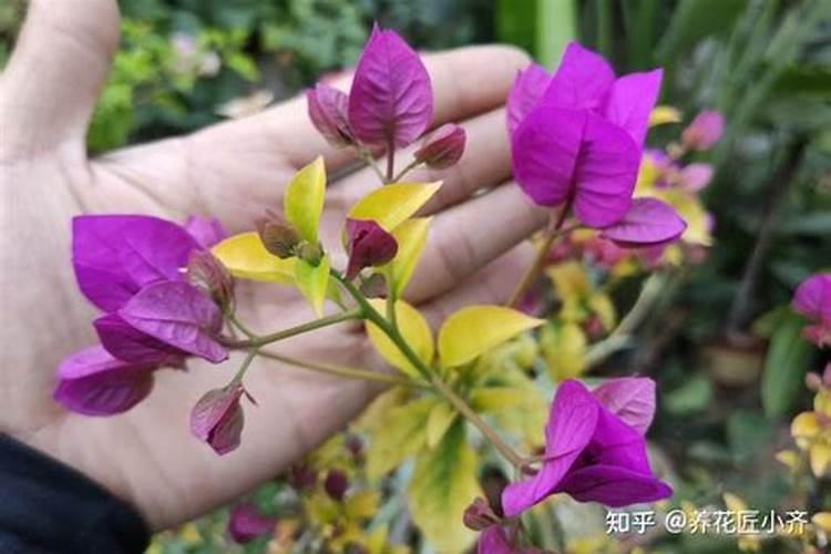 三角梅基肥上什么肥呢