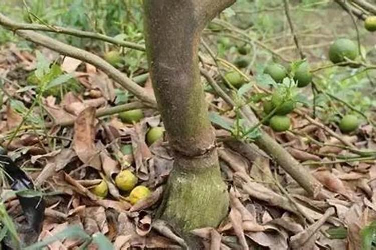 沃柑保果的最佳配方