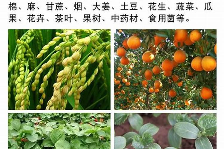 植物生长平衡液是什么东西
