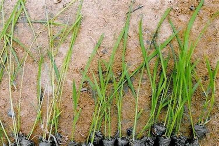 芸苔素控旺使用方法