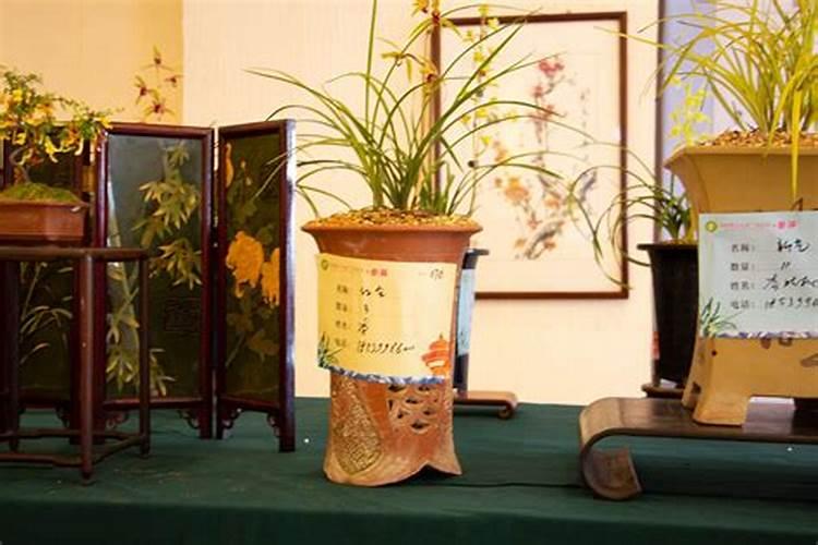 最好的兰花肥专用肥哪种最好