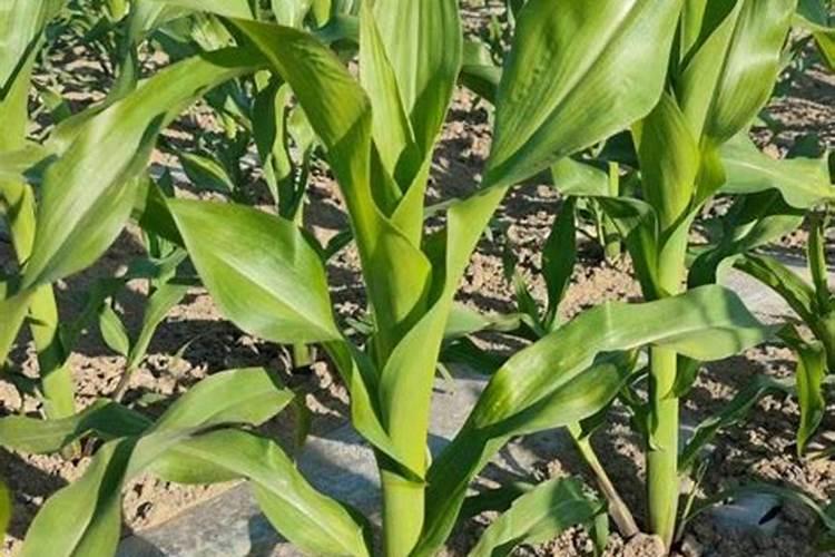 玉米出穗后施什么肥好