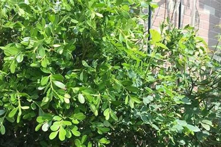 黄杨树如何施肥