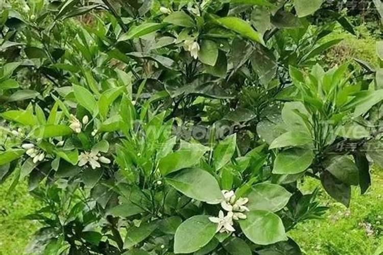 黄杨树施什么肥料长势好？