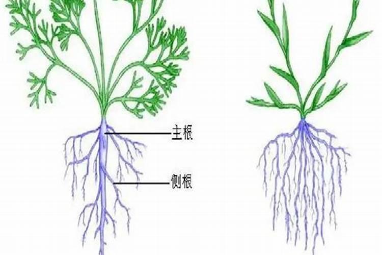 氮肥、磷肥和钾肥分别有什么作用？