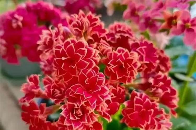 天然钾肥有哪些