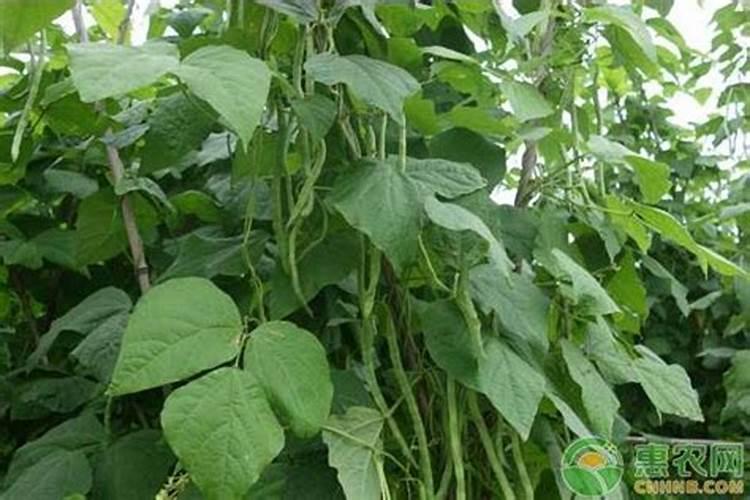 芸豆什么时候施肥