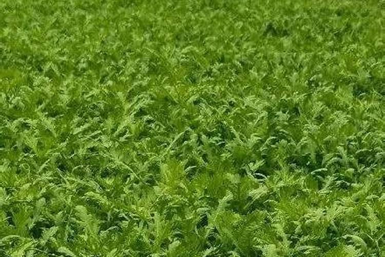 叶面肥隔几天喷一次最合适 叶面肥要喷几次