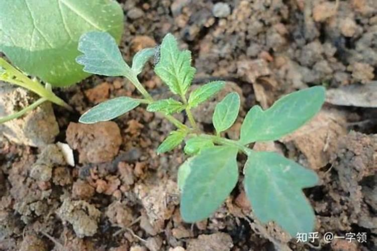 番茄苗期施肥技巧