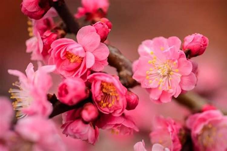 梅花为什么不开花