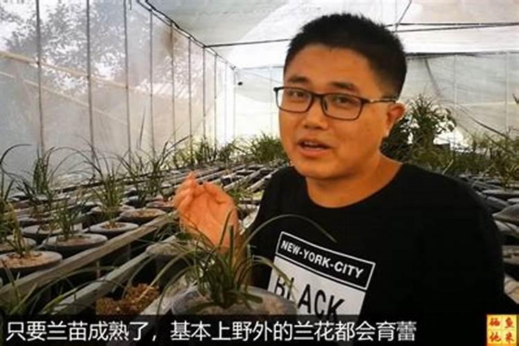 竹子喜欢什么肥料