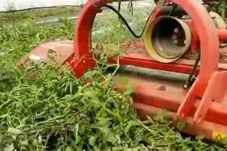 鸡蛋壳怎么做肥料