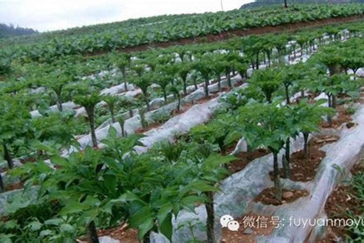 种植魔芋增产施肥用什么肥料？增产叶面肥怎么用更高效