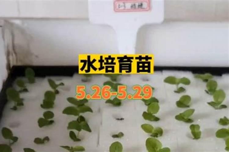 红金神仙鱼用什么水繁殖小苗岀鱼更多呢？还需要注意些什么吗？