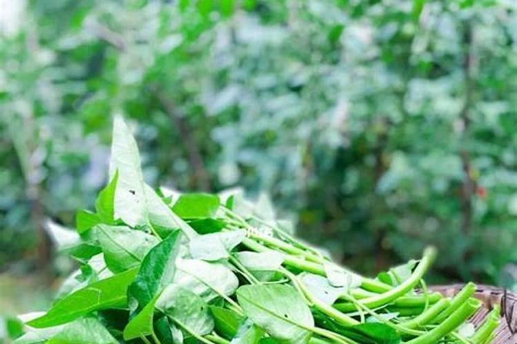 空心菜缺钾肥,用什么钾肥？ 空心菜缺钾肥会出现什么问题