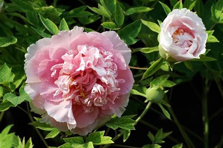 牡丹花施什么肥料最好