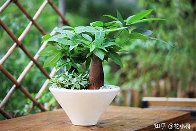 发财树的养殖方法和注意事项大全:浇水、施肥、修剪、换盆