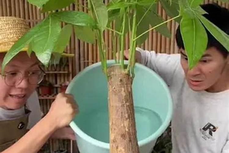 发财树养护全攻略:从施肥到浇水,一篇解决所有疑问