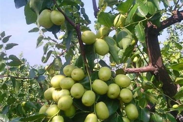 青枣在开花时遇到高温怎么办,喷水有用吗