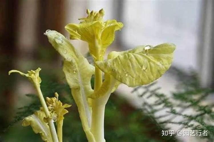 油菜冻伤后打什么药好