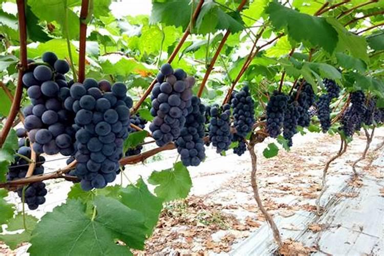 磷肥的最佳使用时间 磷肥有生根作用吗