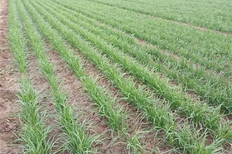 韭菜种植需要施什么肥料