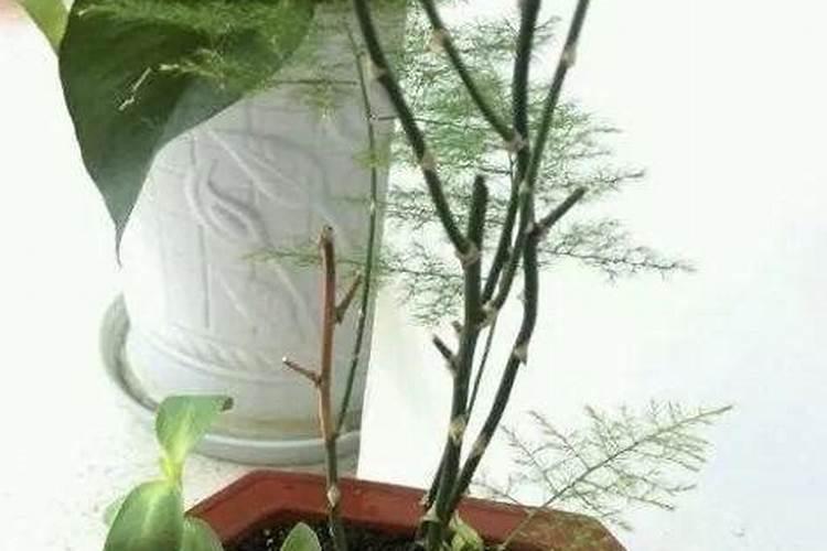 吊兰的最佳肥料