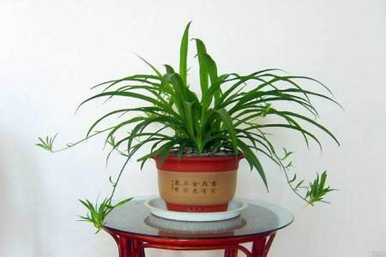 尿素能浇灌吊兰吗？